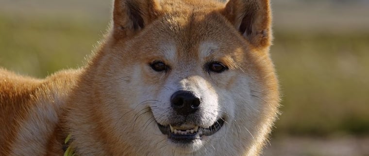 shiba inu